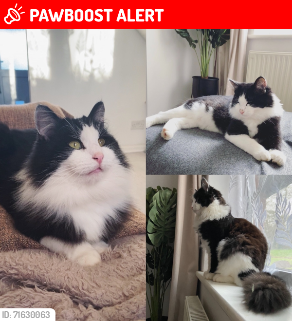 Lost Male Cat last seen Kenbury Drive , Devon, England EX2 8GF