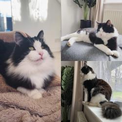 Lost Male Cat last seen Kenbury Drive , Devon, England EX2 8GF