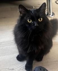 Reunited Male Cat last seen Tampa/Hart in Reseda , Los Angeles, CA 91335
