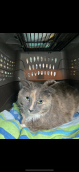 Lost Female Cat last seen Glen ave Staten Island , Staten Island, NY 10301
