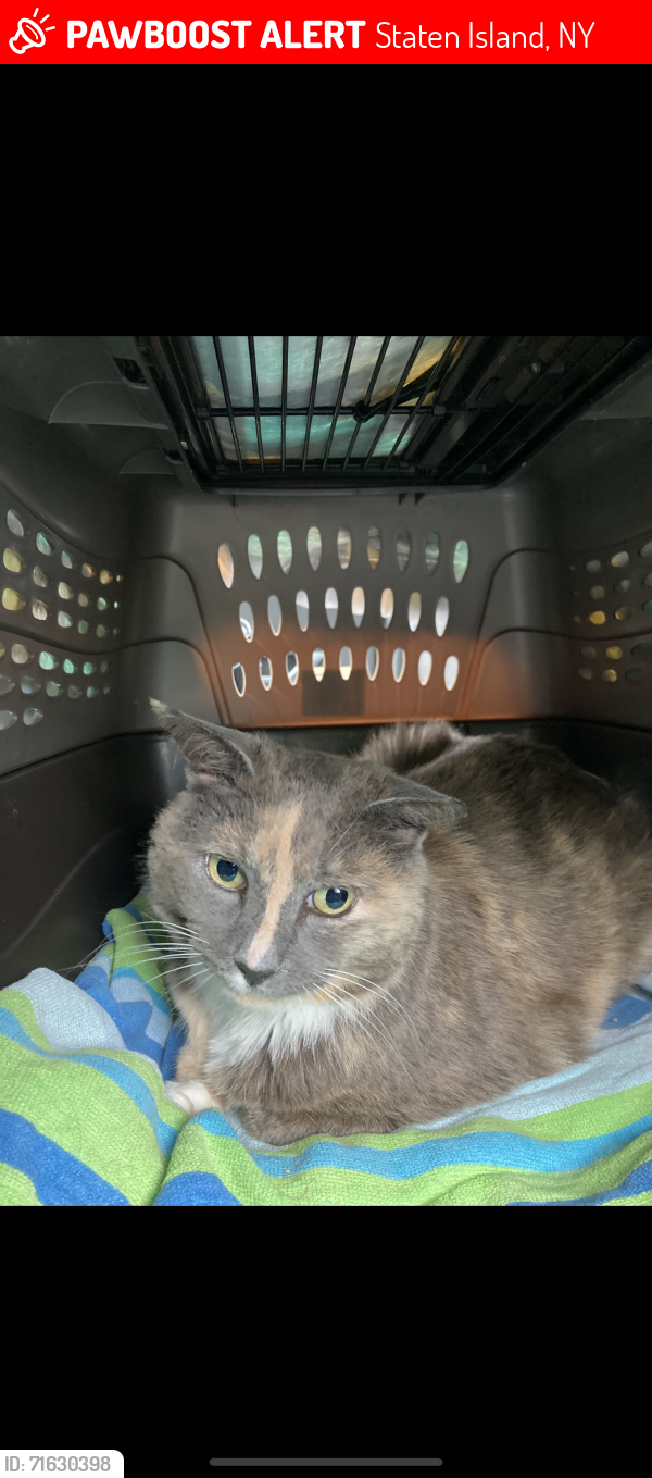 Lost Female Cat last seen Glen ave Staten Island , Staten Island, NY 10301