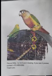 Lost Male Bird last seen Arnhem rood 21206, Rosedale, MD 21206