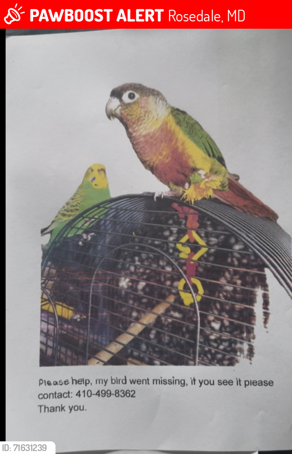 Lost Male Bird last seen Arnhem rood 21206, Rosedale, MD 21206