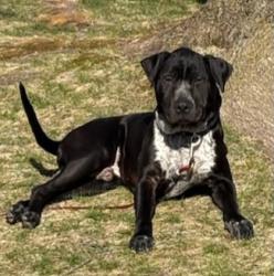Lost Male Dog last seen Cottonwood  Court , Wixom, MI 48393