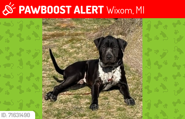 Lost Male Dog last seen Cottonwood  Court , Wixom, MI 48393