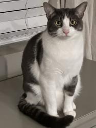 Lost Male Cat last seen Tehaleh, Tehaleh, WA 98391