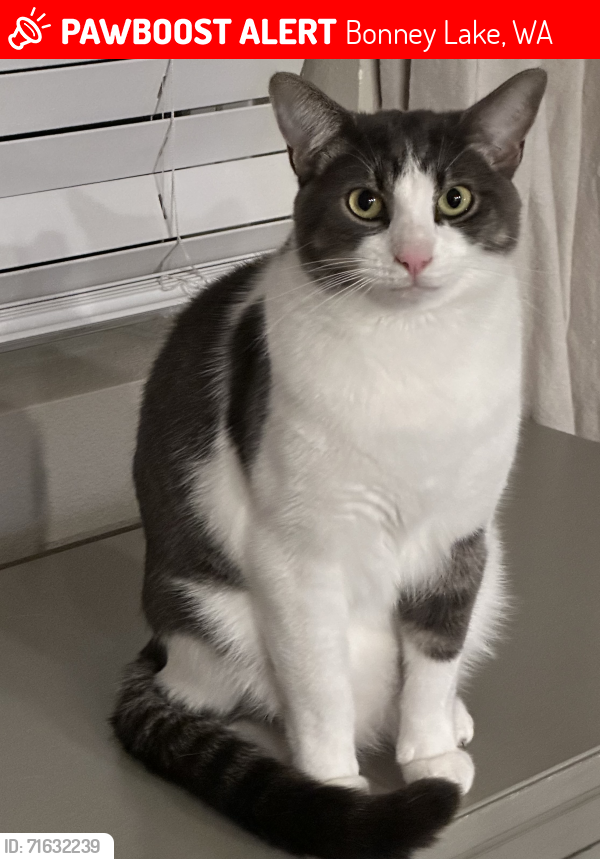 Lost Male Cat last seen Tehaleh, Tehaleh, WA 98391