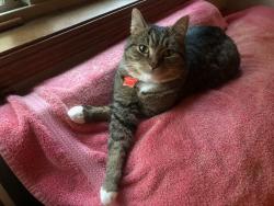 Lost Male Cat last seen SW 93rd Ave & SW Martha Street.  Tigard, OR.  97224, Tigard, OR 97224