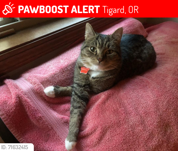 Lost Male Cat last seen SW 93rd Ave & SW Martha Street.  Tigard, OR.  97224, Tigard, OR 97224