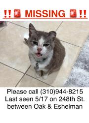 Lost Female Cat last seen Eshelman Ave and 248th st in Lomita, Lomita, CA 90717