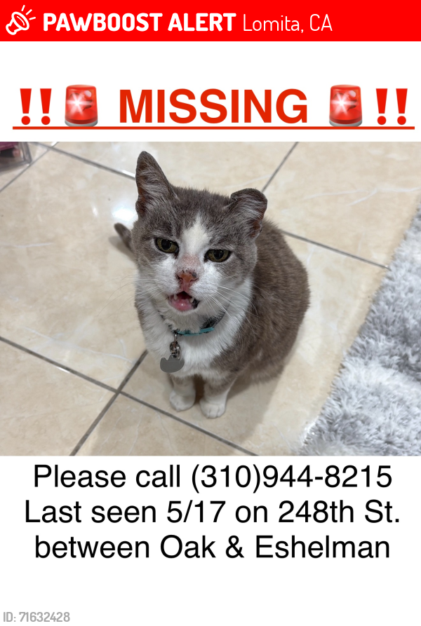 Lost Female Cat last seen Eshelman Ave and 248th st in Lomita, Lomita, CA 90717