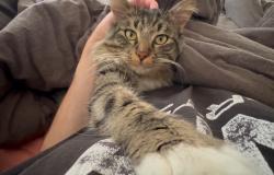 Lost Male Cat last seen N Trowbridge Mesa, AZ  85207 United States, Mesa, AZ 85207