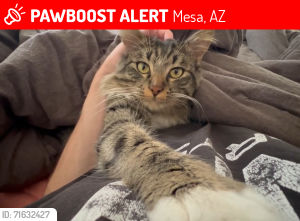 Lost Male Cat last seen N Trowbridge Mesa, AZ  85207 United States, Mesa, AZ 85207