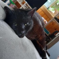 Lost Female Cat last seen Thomas & Mary Streets, Cardiff, NSW 2285