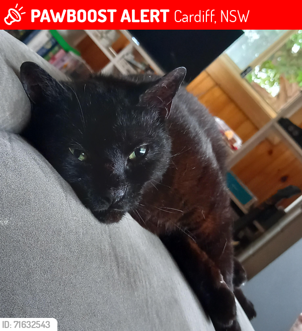 Lost Female Cat last seen Thomas & Mary Streets, Cardiff, NSW 2285
