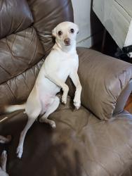 Lost Male Dog last seen Leal and Ruiz streets.  Farias park, San Antonio, TX 78207