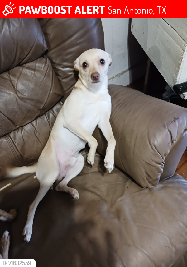 Lost Male Dog last seen Leal and Ruiz streets.  Farias park, San Antonio, TX 78207