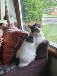 Lost Male Cat last seen London & Tudor Cr., Winnipeg, MB R2K 2A4