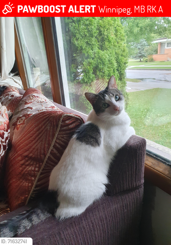 Lost Male Cat last seen London & Tudor Cr., Winnipeg, MB R2K 2A4