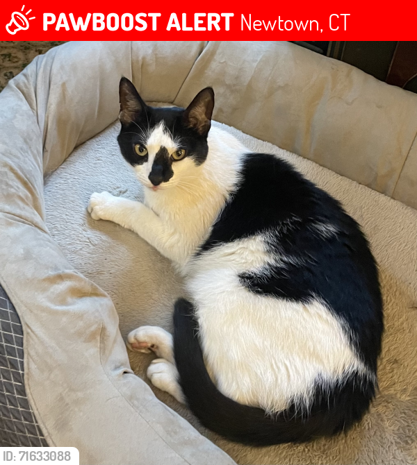 Lost Male Cat last seen Hanover Rd and Butterfield Rd, Newtown, CT 06470