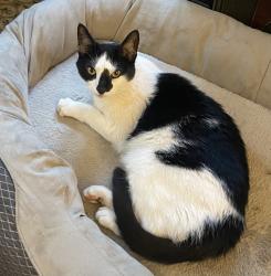 Lost Male Cat last seen Hanover Rd and Butterfield Rd, Newtown, CT 06470