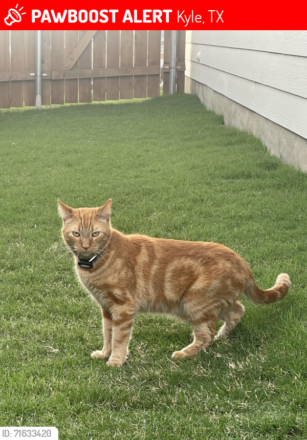 Lost Male Cat last seen Jackman Dr and Shadow Creek BLVD, Porter Country Neighborhood , Kyle, TX 78640