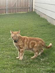 Lost Male Cat last seen Jackman Dr and Shadow Creek BLVD, Porter Country Neighborhood , Kyle, TX 78640