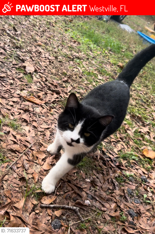 Lost Male Cat last seen Westville fl, was stolen , Westville, FL 32464