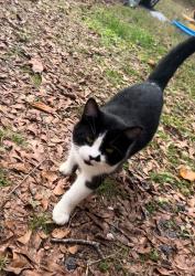 Lost Male Cat last seen Westville fl, was stolen , Westville, FL 32464