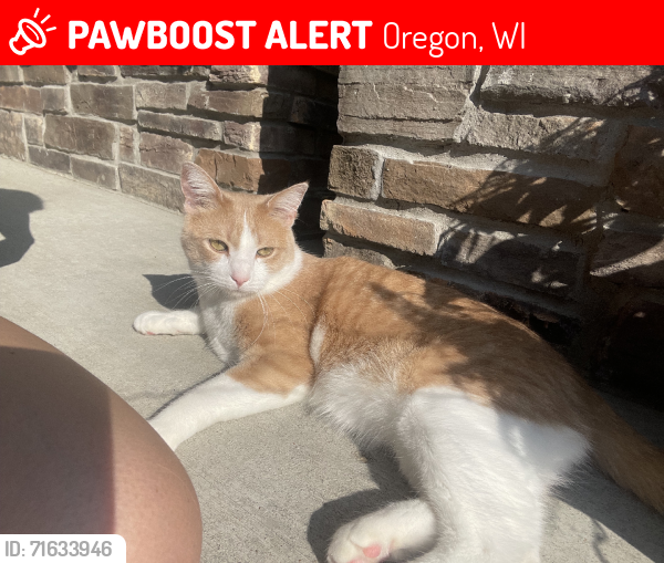 Lost Male Cat last seen Bergamont golf course, Oregon, WI 53575