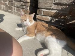 Lost Male Cat last seen Bergamont golf course, Oregon, WI 53575