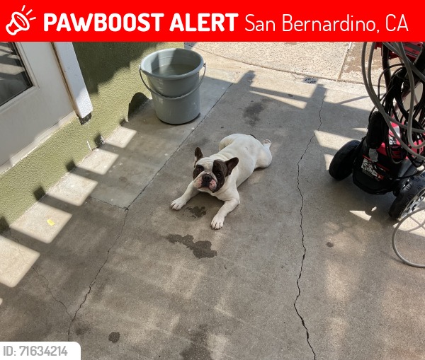 Lost Male Dog last seen Near coulston st unit 13, San Bernardino, CA 92408