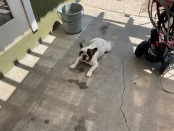Lost Male Dog last seen Near coulston st unit 13, San Bernardino, CA 92408