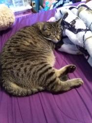 Lost Female Cat last seen Muskegon Heights, Sanford and Peck Streets , Muskegon Heights, MI 49444
