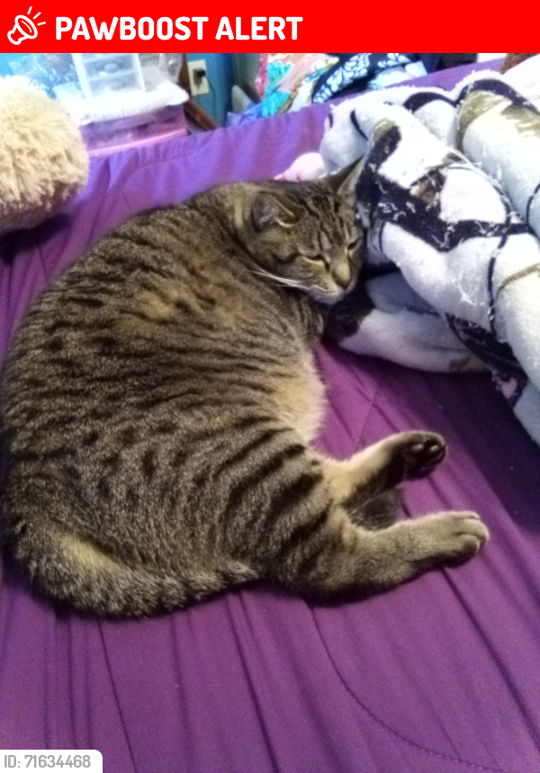 Lost Female Cat last seen Muskegon Heights, Sanford and Peck Streets, Muskegon Heights, MI 49444