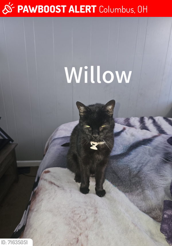 Lost Male Cat last seen Arnold and Murray Hill, Columbus, OH 43228
