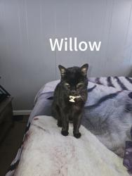Lost Male Cat last seen Arnold and Murray Hill, Columbus, OH 43228