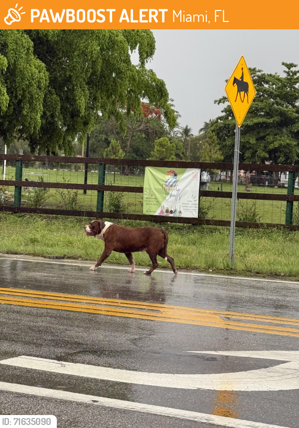 Found/Stray Unknown Dog last seen Saw walking by the Kendall nursery, Miami, FL 33175