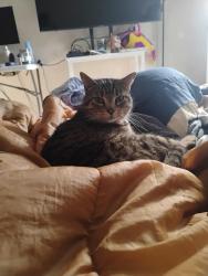 Lost Female Cat last seen Near ruff ct, Columbus, OH 43230