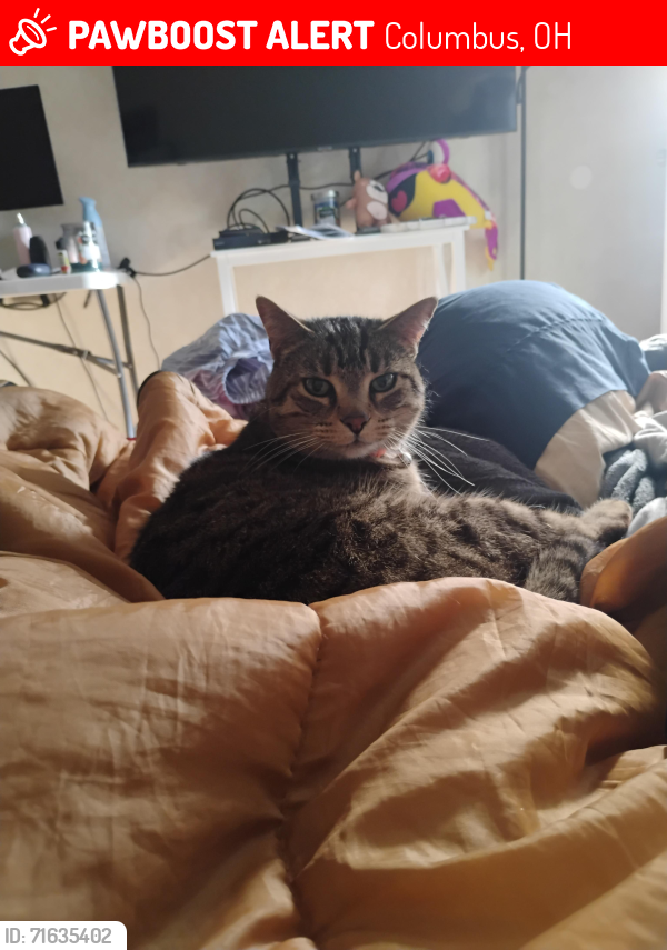 Lost Female Cat last seen Near ruff ct, Columbus, OH 43230