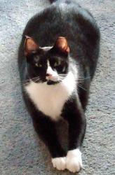 Lost Female Cat last seen Woodlawn community near Hathaway Bridge, Red Cedar Ln area, Panama City Beach, FL 32407