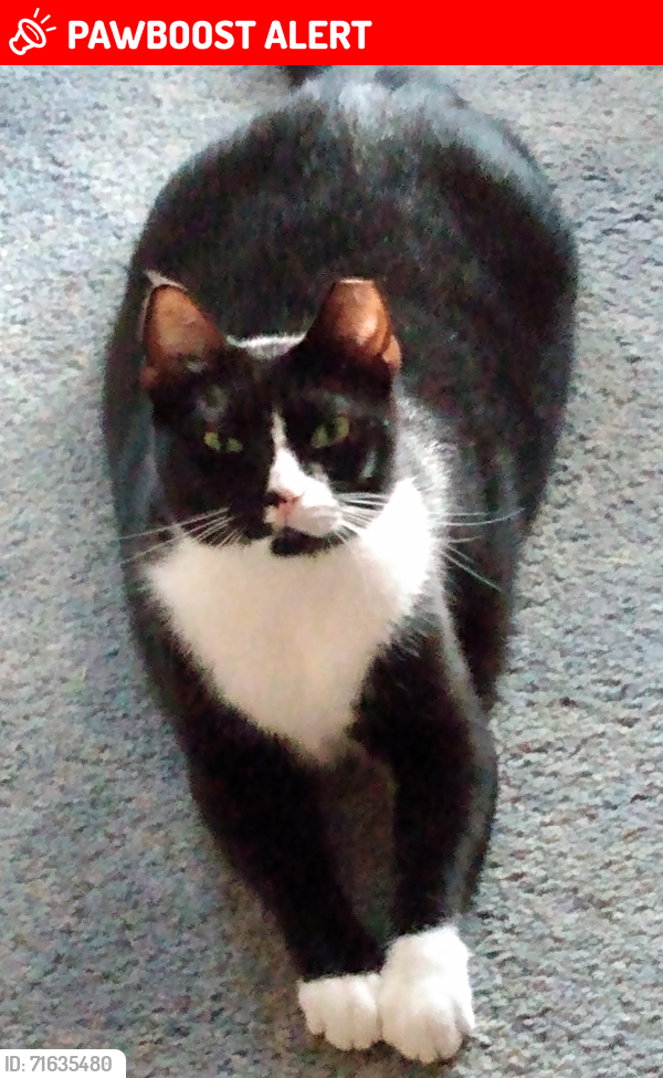 Lost Female Cat last seen Woodlawn community near Hathaway Bridge, Red Cedar Ln area, Panama City Beach, FL 32407