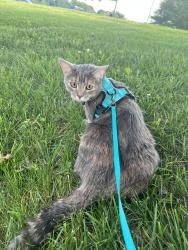 Lost Female Cat last seen Rest area on Cumberland County I-40 West, Crossville, TN 38571