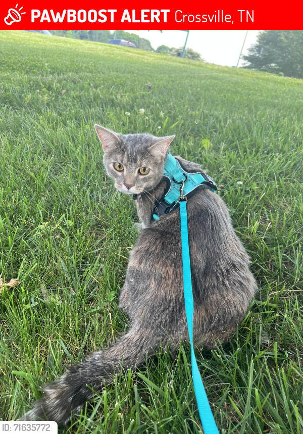 Lost Female Cat last seen Rest area on Cumberland County I-40 West, Crossville, TN 38571