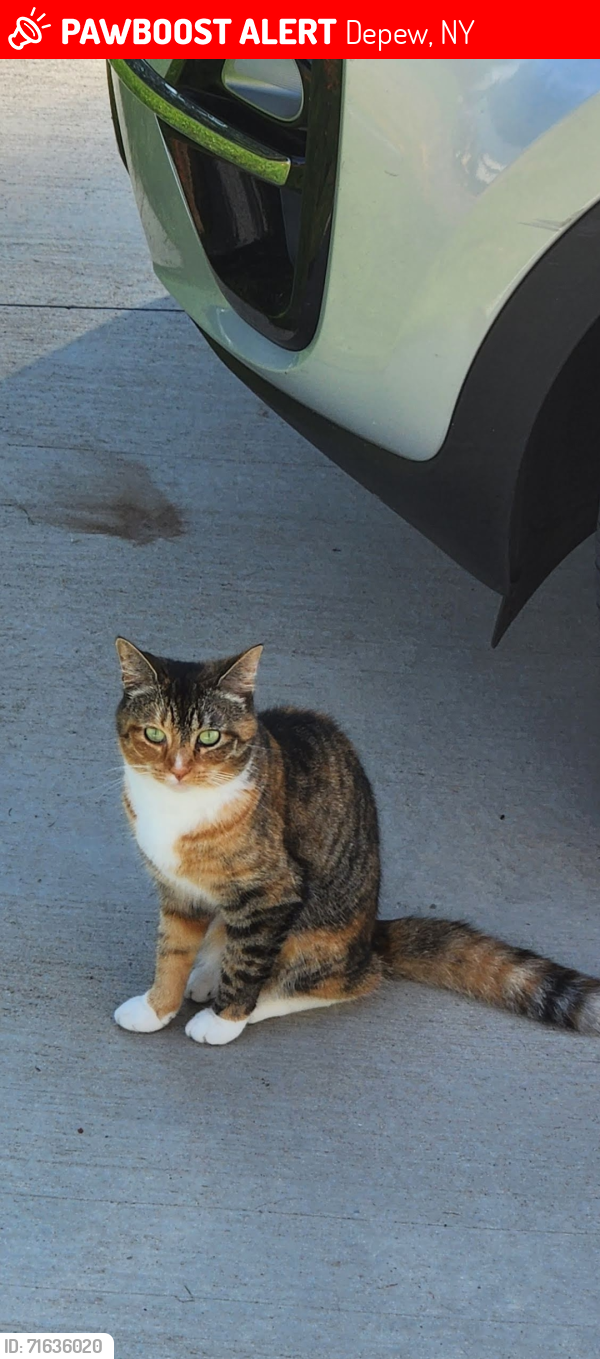 Lost Female Cat last seen French and losson rd, Depew, NY 14043