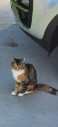 Lost Female Cat last seen French and losson rd, Depew, NY 14043