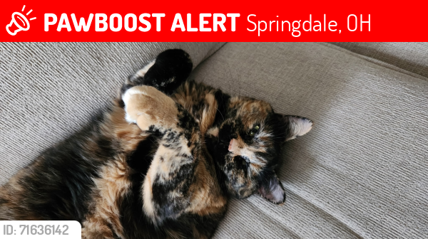 Lost Female Cat last seen Chardin & Yorkhaven; Oxford Hills; Springdale, Springdale, OH 45240