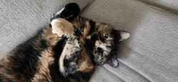 Lost Female Cat last seen Chardin & Yorkhaven; Oxford Hills; Springdale, Springdale, OH 45240
