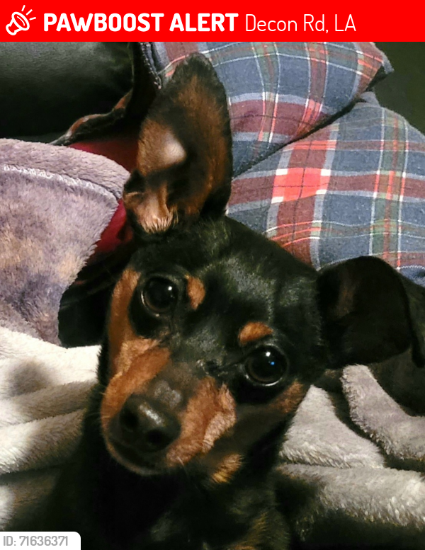 Lost Female Dog last seen Birdshill park, Decon Rd, LA 70592