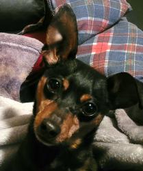 Lost Female Dog last seen Birdshill park, Decon Rd, LA 70592